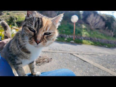 Cat Loves Being Pushed In Sled By His Mom #Video