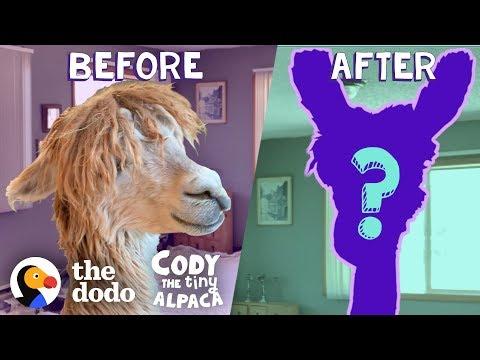 Tiny Alpaca Gets A HUGE Haircut | Cody The Tiny Alpaca (Episode 4)