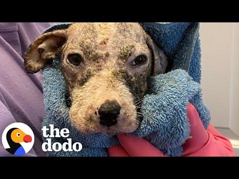 Puppy Who Was Found In Trash Learns To Walk #Video