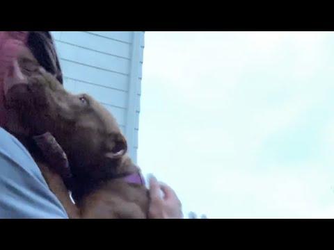 Rescue Dog Was Scared Of Men Until... #Video