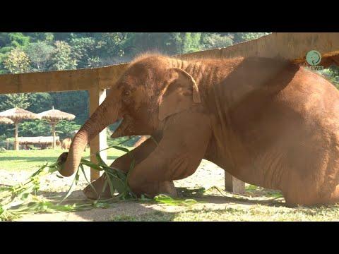 Baby Elephant LekLek Crawling Under The Fence To Bring Food To Her Mother - ElephantNews #Video