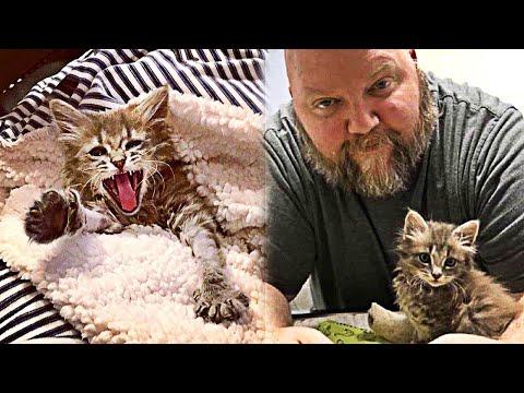 Stray Kitten Found On The Road Adopts a Perfect Family #Video