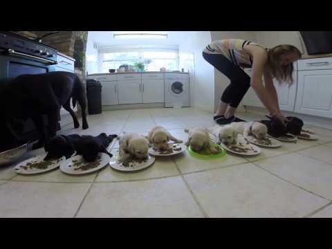 10 Labrador Puppies Eating Solid Food For The First Time