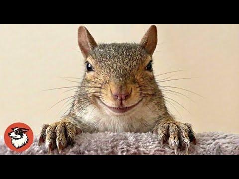 This Baby Squirrel Needed Love, Then Turned the House Into Chaos #Video