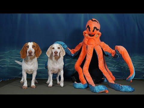 Dogs Pranked by Octopus & Shark: Funny Dog Prank Maymo & Potpie