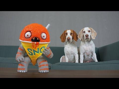 Dogs vs Annoying Sno Cone Prank: Funny Dogs Maymo & Potpie Get Pranked!