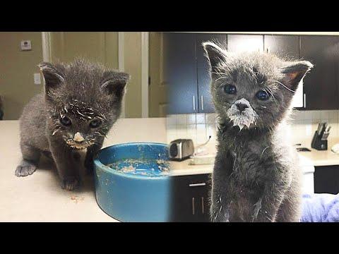 Orphaned Kitten Tries To Eat Out Of a Bowl And Steals Human Hearts #Video