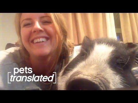 Showtime Video | Pets Translated