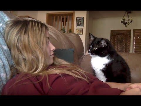Cat politely asking to get petted video