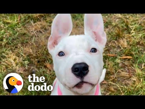 Pittie Puppy Found All Alone Turns Foster Family's House Upside Down #Video
