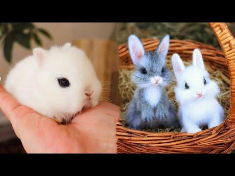 Cute baby animals Videos Compilation Cute moment of the animals - Cutest Animals On Earth #1