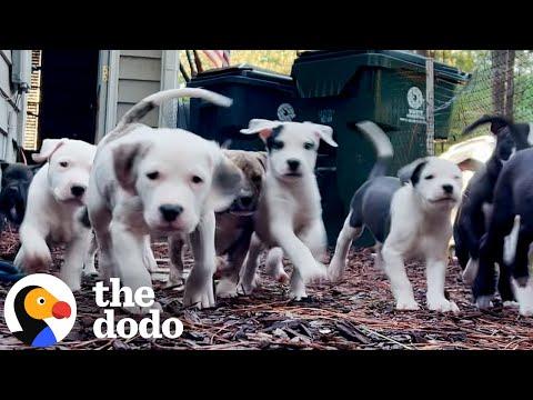 What It’s Really Like Fostering 16 Puppies #Video
