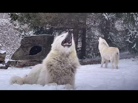 The pack that howls together, stays together. Wolf Conservation Center. #Video