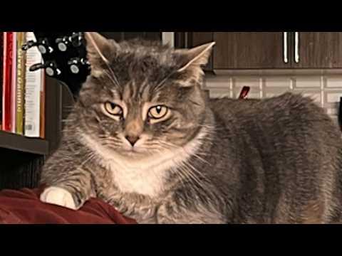 Woman was terrified of adopted cat #Video