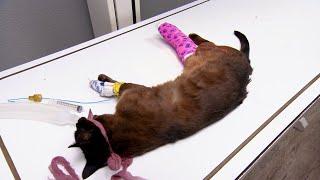 Can Dr. Jeff Save This Mountain Cat's Badly Broken Leg? | Dr. Jeff: Rocky Mountain Vet
