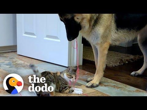 German Shepherd Carries Cat Toy Around The House For The New Kitten To Play With #Video