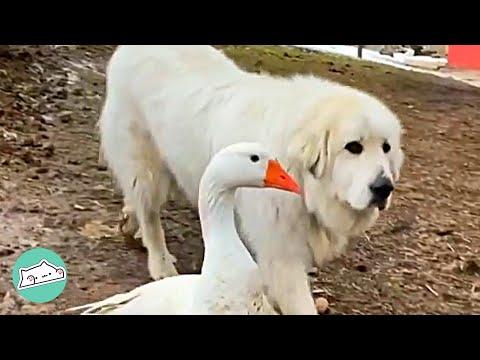 Goose Was Abandoned by His Flock but Found Most Unlikely Friend  #Video