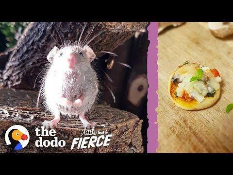 Microscopic Baby Mouse Grows Up And Eats Tiny Pizzas | The Dodo Little But Fierce
