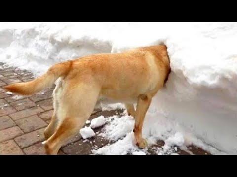 My Dog Is Broken Compilation | I Think My Dog Is Broken Tik Tok Video