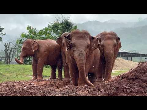 Baby Elephant Lek Lek's Mud Party with the Herd - ElephantNews #Video