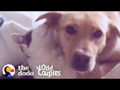 Dog Loves To Be Groomed By Her Cat Brother | The Dodo Odd Couples