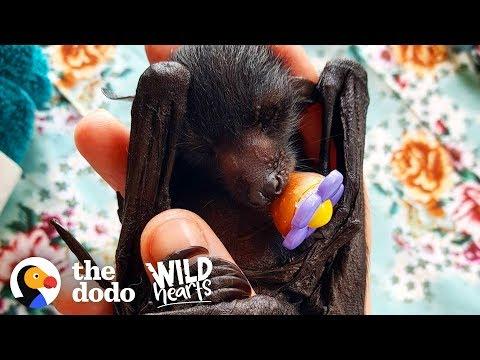 A Day in the Life of a Rescued Flying Fox  | The Dodo Wild Hearts