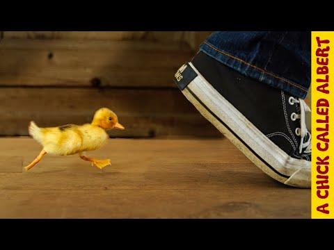 How To Make A Duckling Follow You - A Chick Called Albert #Video