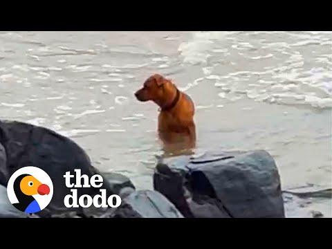 Woman Goes To Beach Multiple Times A Day Trying To Rescue This Dog #Video