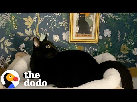 Cat Has Her Own Bedroom And Bathroom #Video