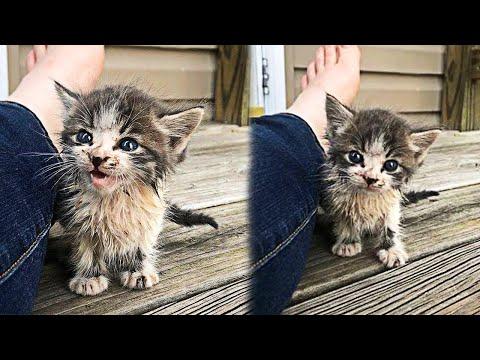 Stray Kitten Brought His Sister With Him to Ask For Help #Video