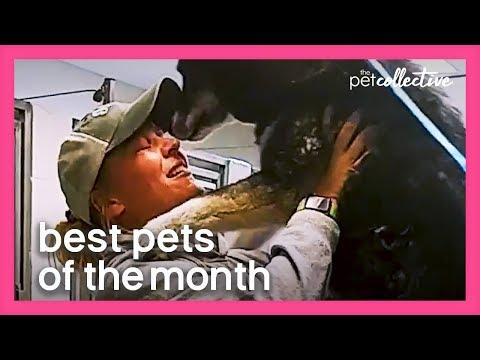 Best Pets of the Month (April 2020) | The Pet Collective