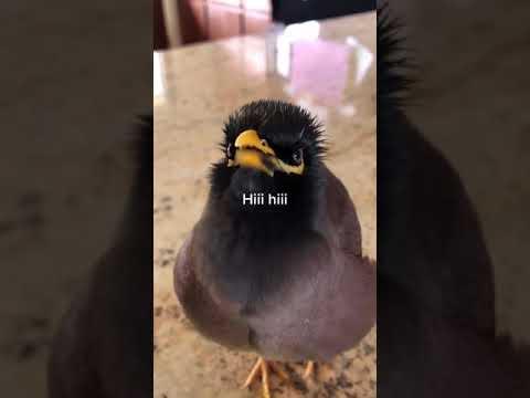 Adorable bird talking just like a human. #Video