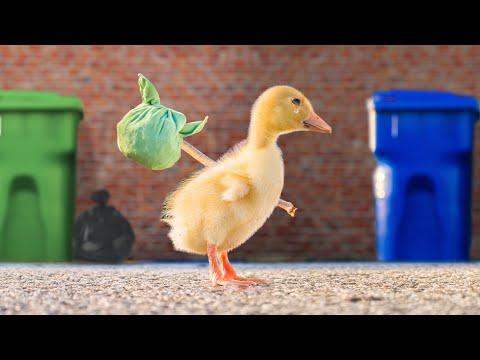 The Runaway Duck Video