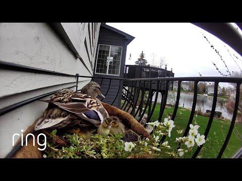 Mama Duck Introduces Ducklings to Her Happy Place | RingTV #Video