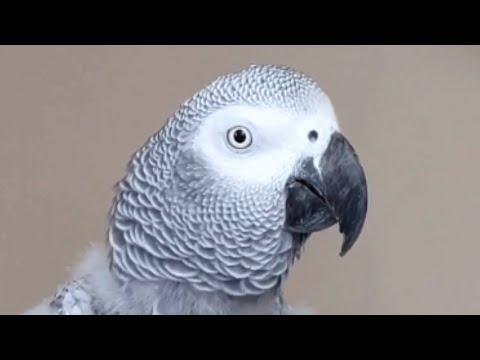 This bird talking like human is scary good #Video