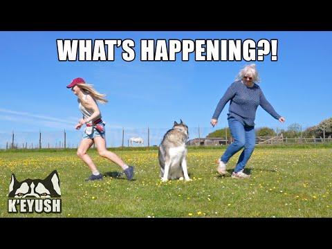 Who Does My Husky Love More? Mum Face Reveal! #Video