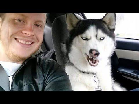 When You Need a Cool Husky But Get a Drama Queen #Video