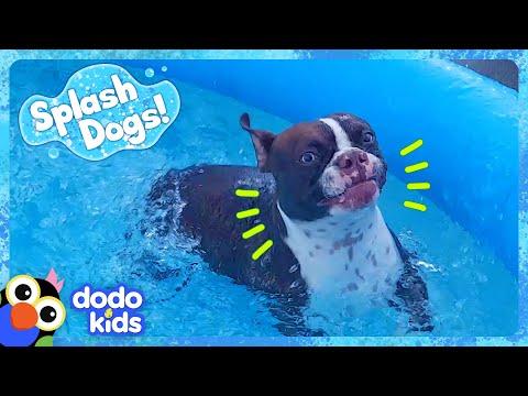 Splash Dog Gets The Biggest Surprise! | Dodo Kids #Video