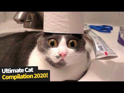 This Is Why The Internet LOVES Cat Videos - Ultimate Funny Cat Compilation 2020