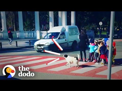 Stray Dog Helps Kids Safely Cross The Street #Video