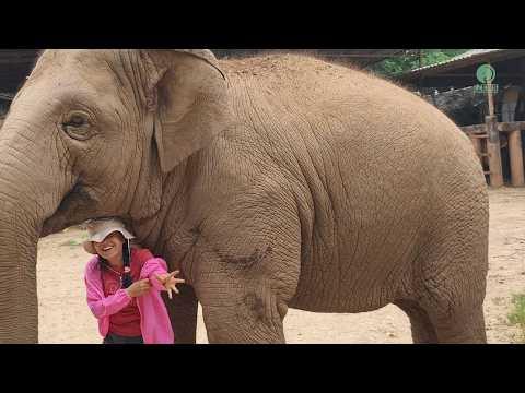 When Walking Home Becomes a Game - ElephantNews #Video