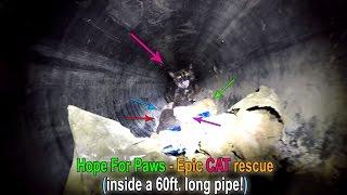 Hope For Paws - Epic CAT rescue down a 60ft. long pipe!  Please share.