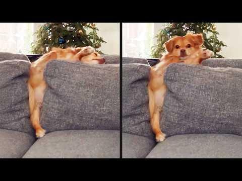 Guess His Favourite Word | YOUR Daily Dose of Pets #Video