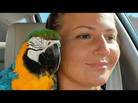 No one wanted this 'crazy' shelter parrot. Then a woman took him home. #Video