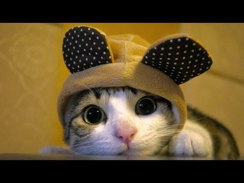 Ultimate Funny Cats Compilation - Best Moments