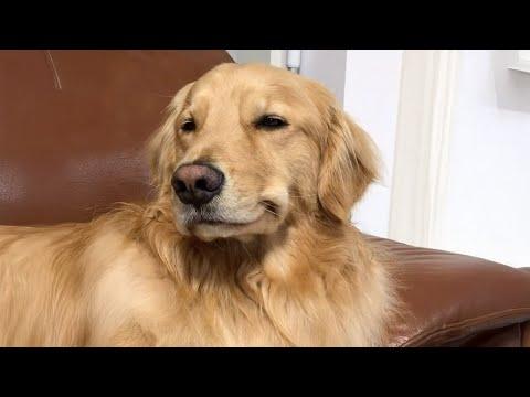 These Golden Retriever Are The FUNNIEST Dog Ever #Video