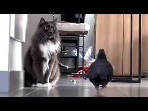 Cat speechless as mom brings home pigeon #Video