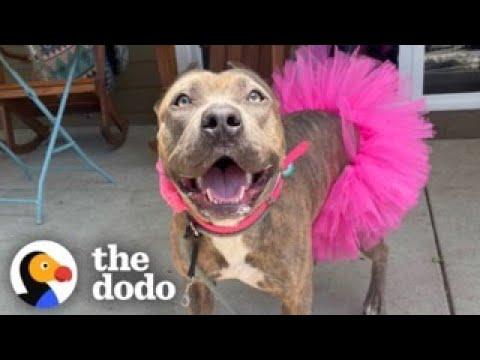 No One Will Adopt This Pittie Because Of Her Ears #Video