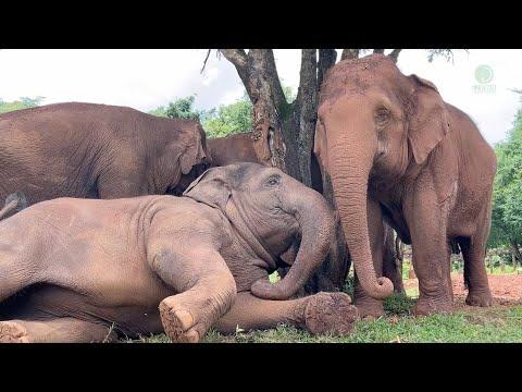 An Incredible Display of Love and Loyalty from an Elephant Herd - ElephantNews #Video