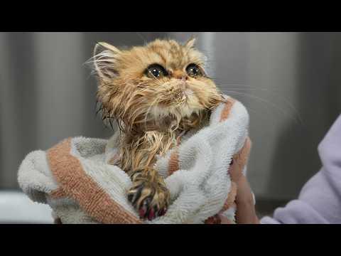 How Is It Possible For a Cat to Be THIS Cute? #Video